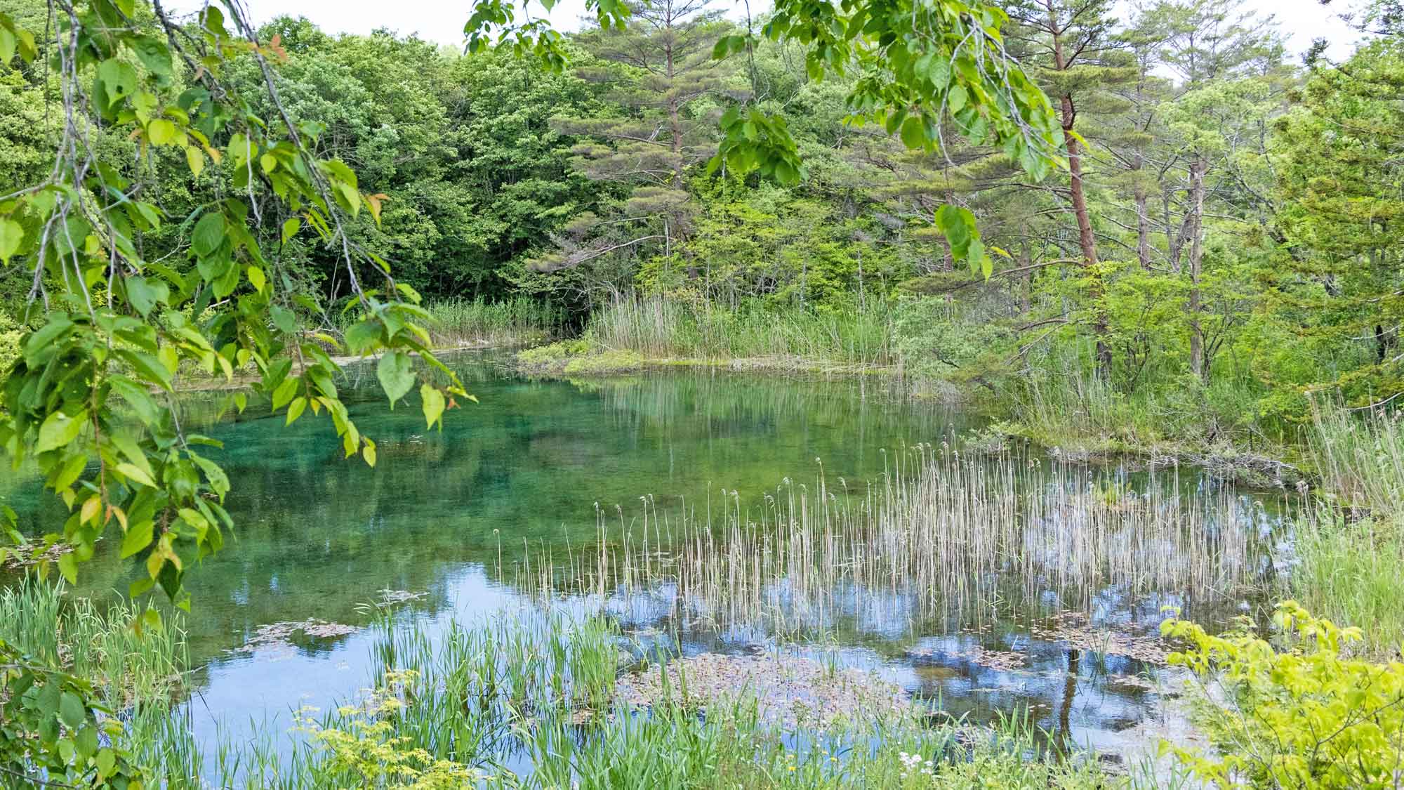 【遊歩道／敷地内湖沼＊】その時々で色が変化して見えます①