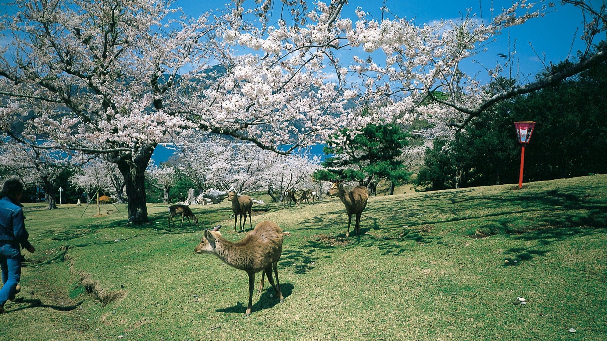 桜と神の使いの鹿　～金華山～