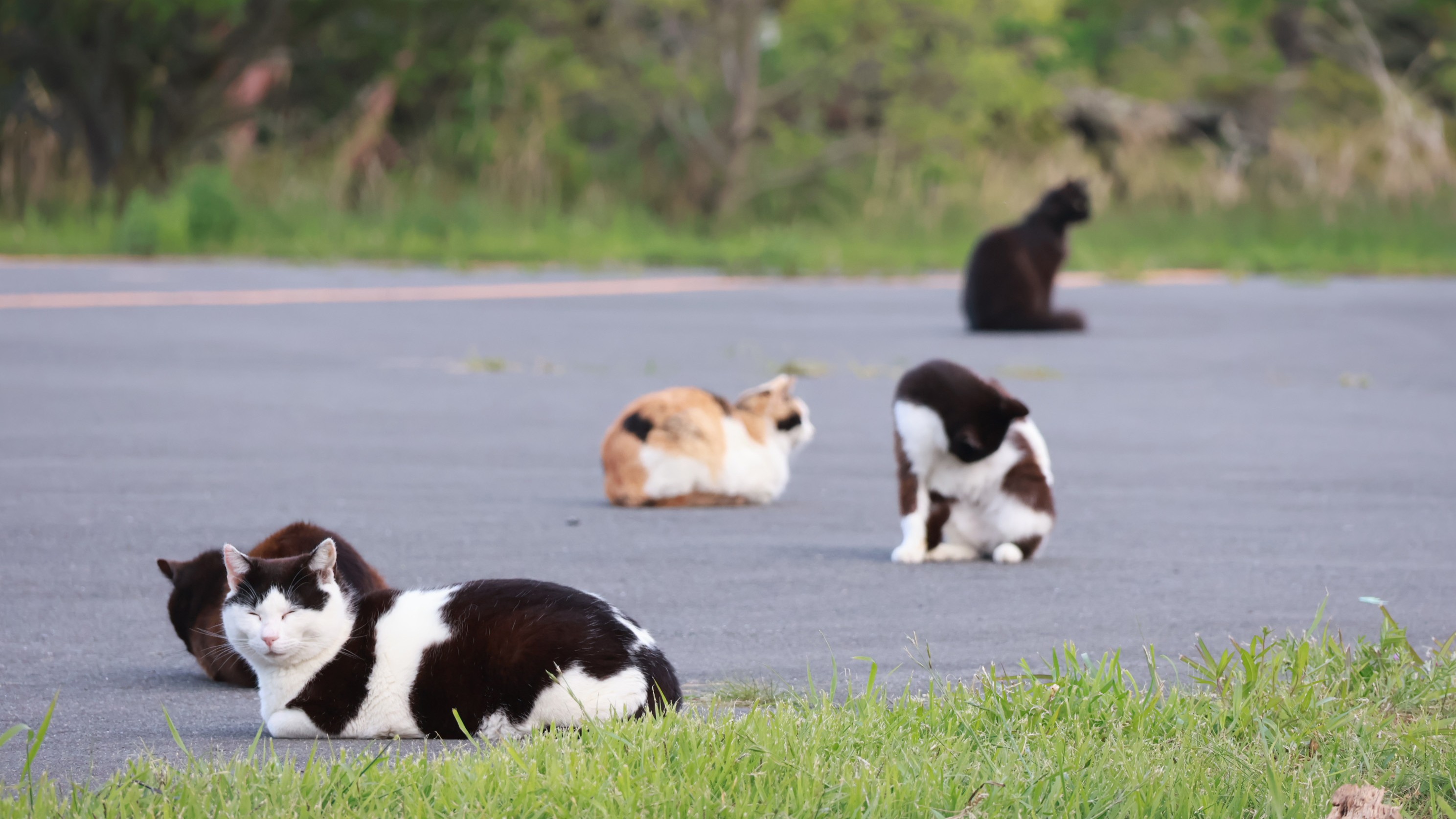 島民よりもにゃんこが多い島　～田代島～