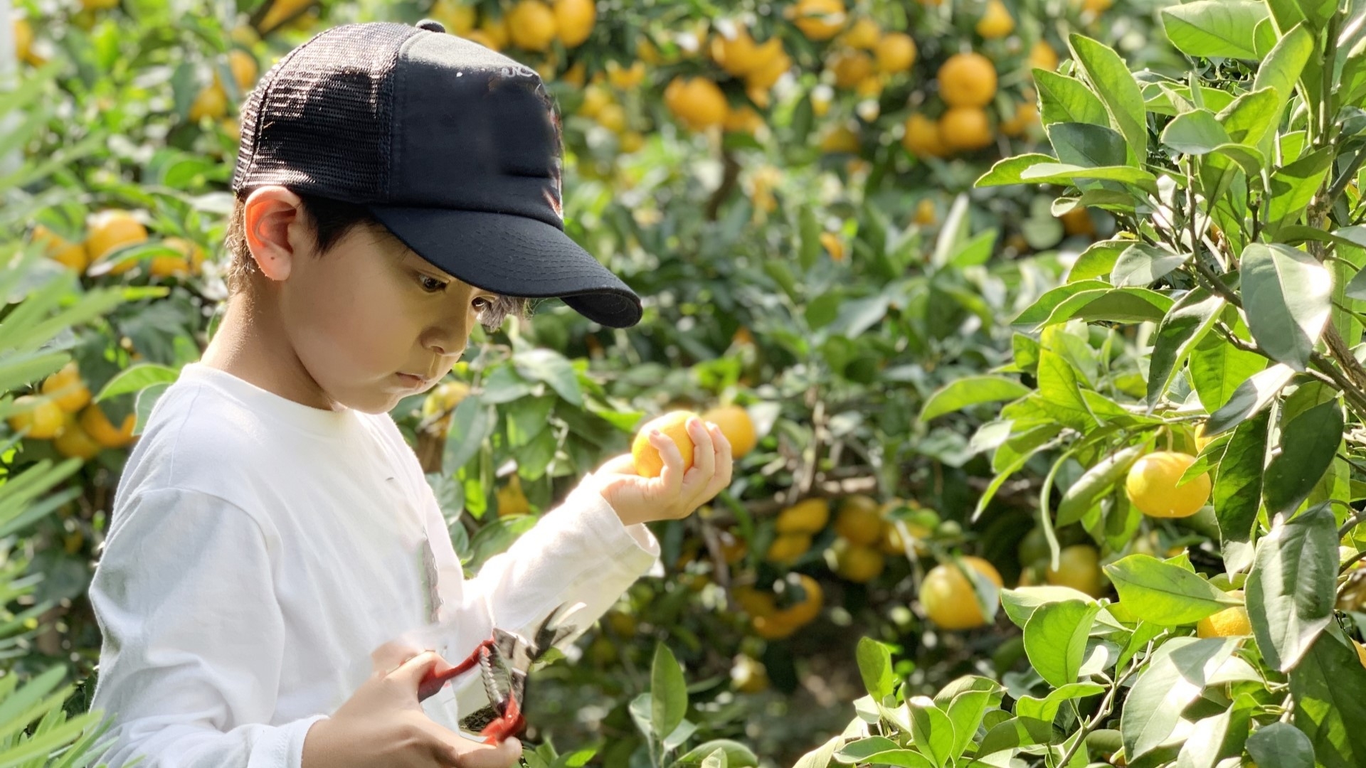 【みかん狩りプラン】☆期間限定☆みかん狩りと星ヶ山ステイ☆10/18〜12/13☆