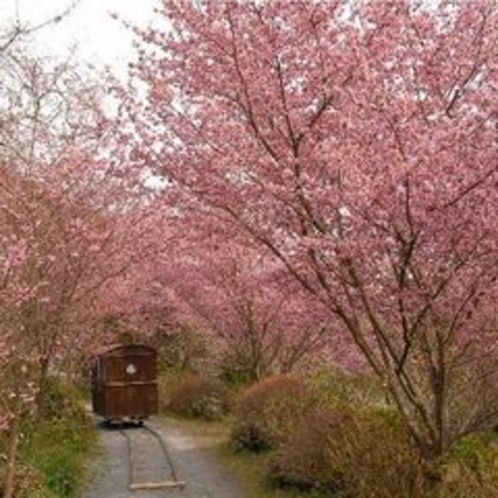 桜＆人車