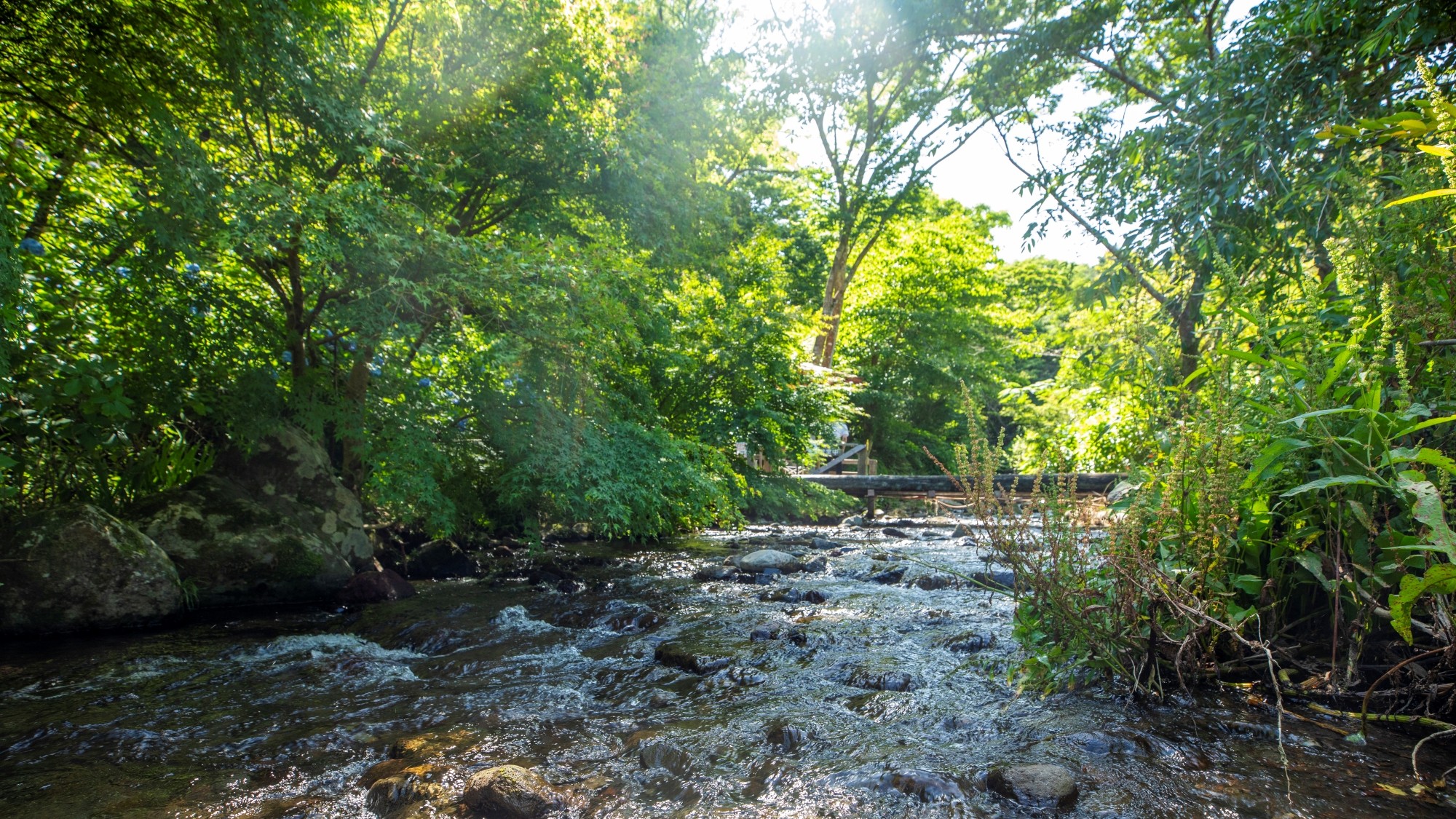 夏の渓流で水涼み
