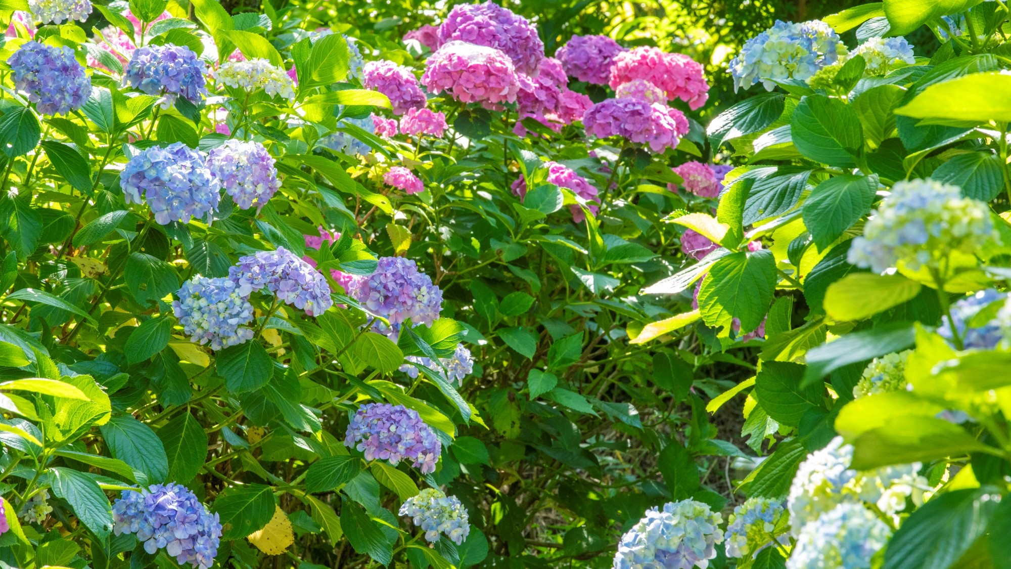毎年6月はアジサイが咲き誇ります