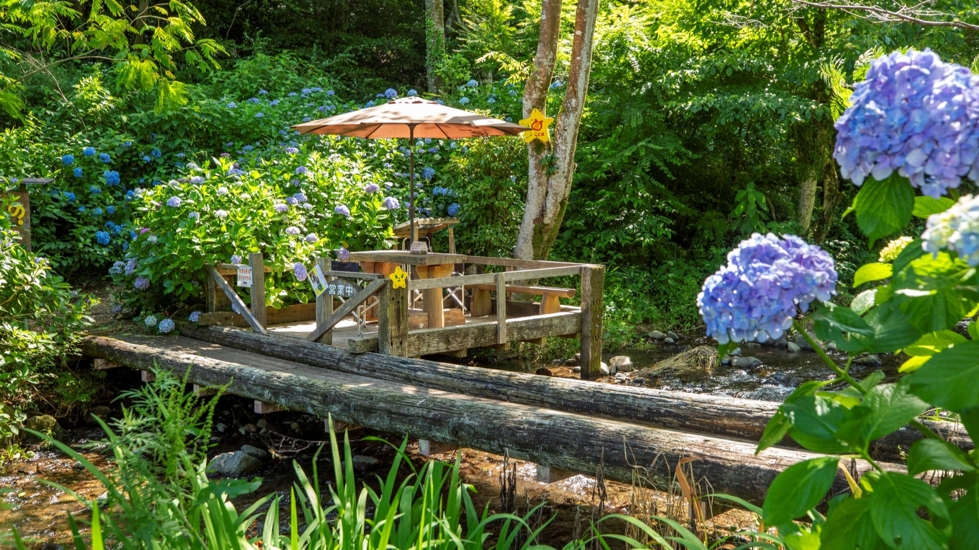 夏の渓流で水遊び