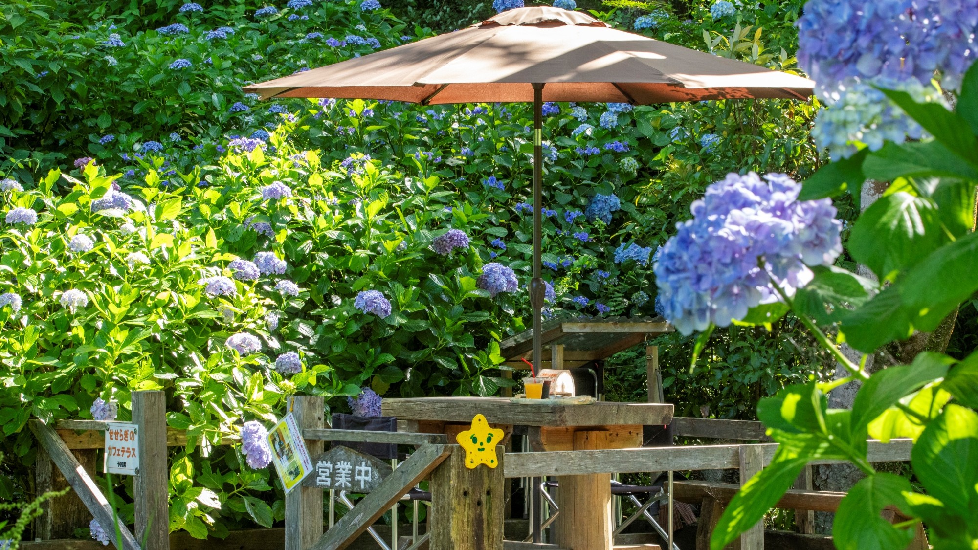 毎年6月のアジサイ