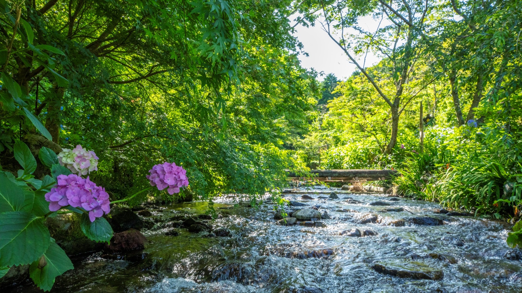 渓流沿いのアジサイ