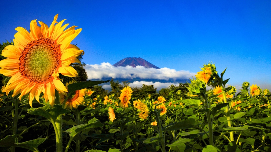 ・山中湖花の都公園：季節ごとに花畑と富士山の競演が楽しめます