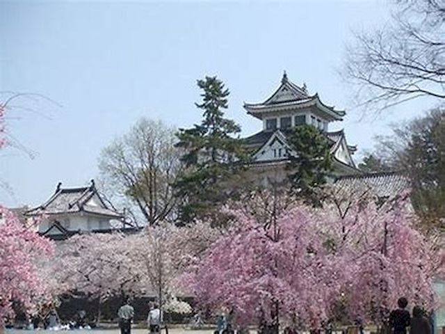 大垣城下桜