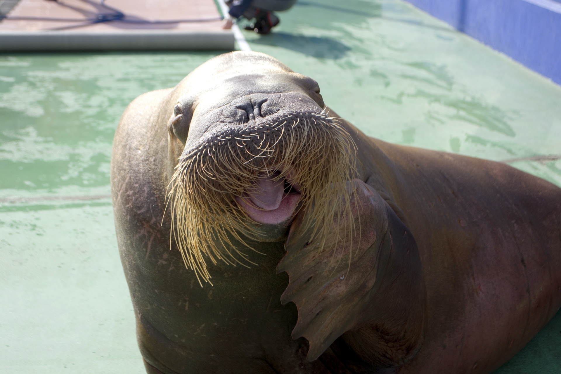 伊勢夫婦岩ふれあい水族館