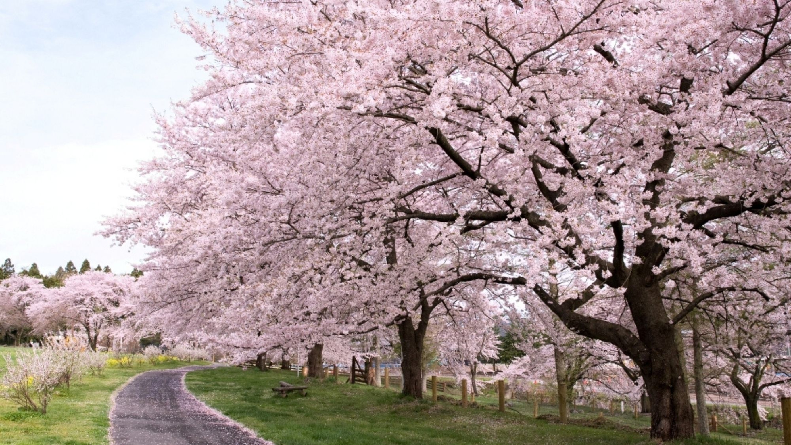 伊香保グリーン牧場の桜並木。