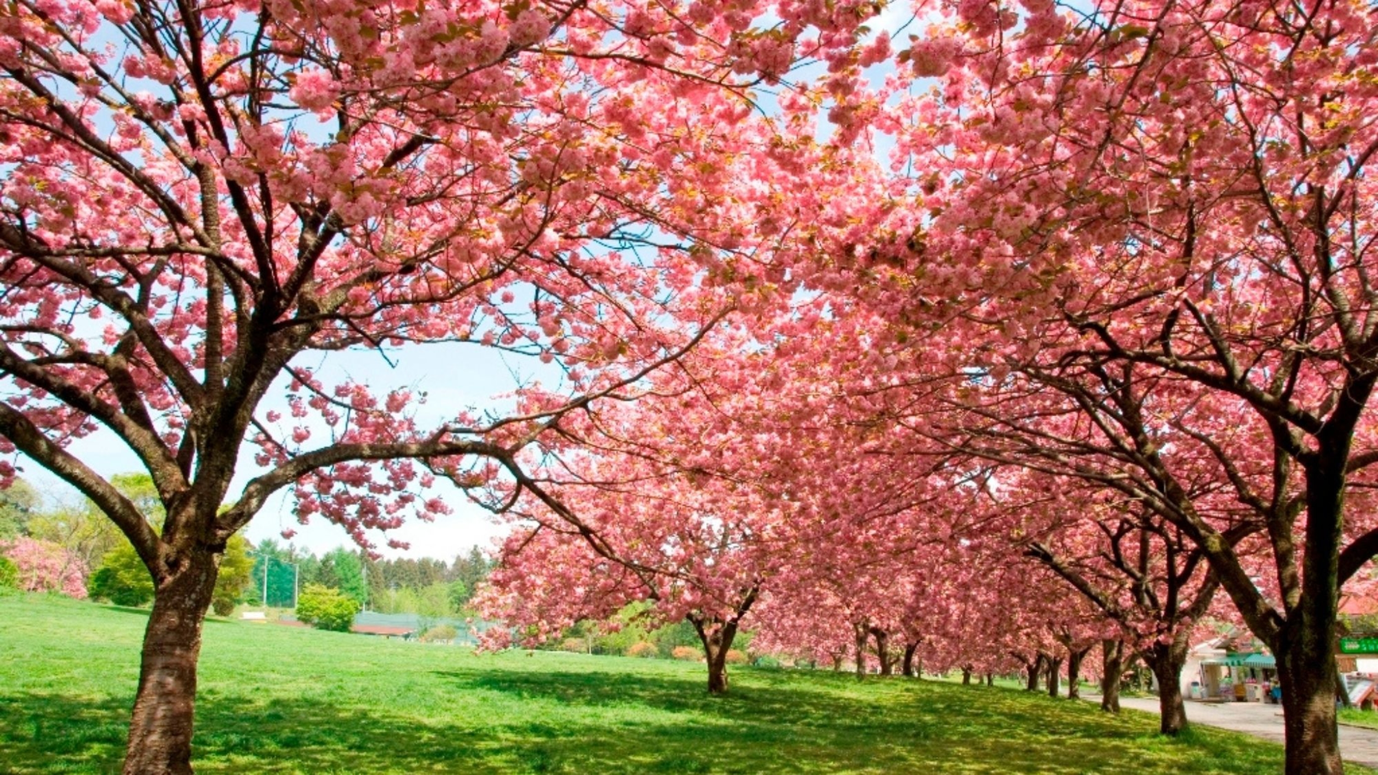 八重桜も美しい～伊香保グリーン牧場