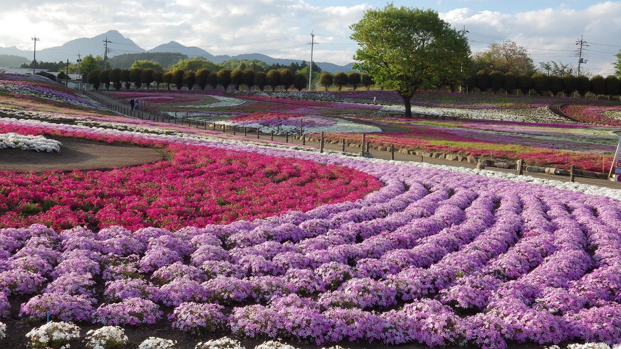 箕郷芝桜公園