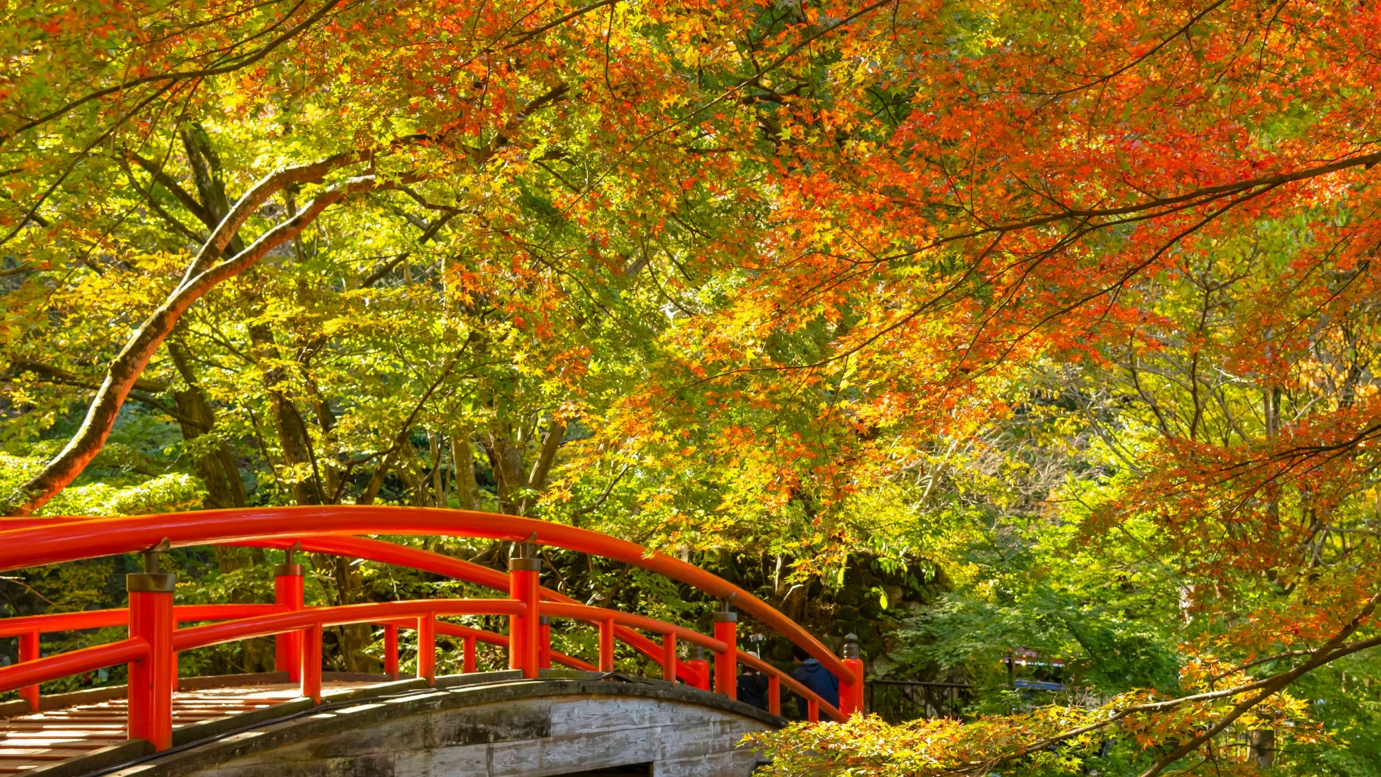 美しい紅葉は11月が見ごろ。大人気シーズンのため早めのご予約を！