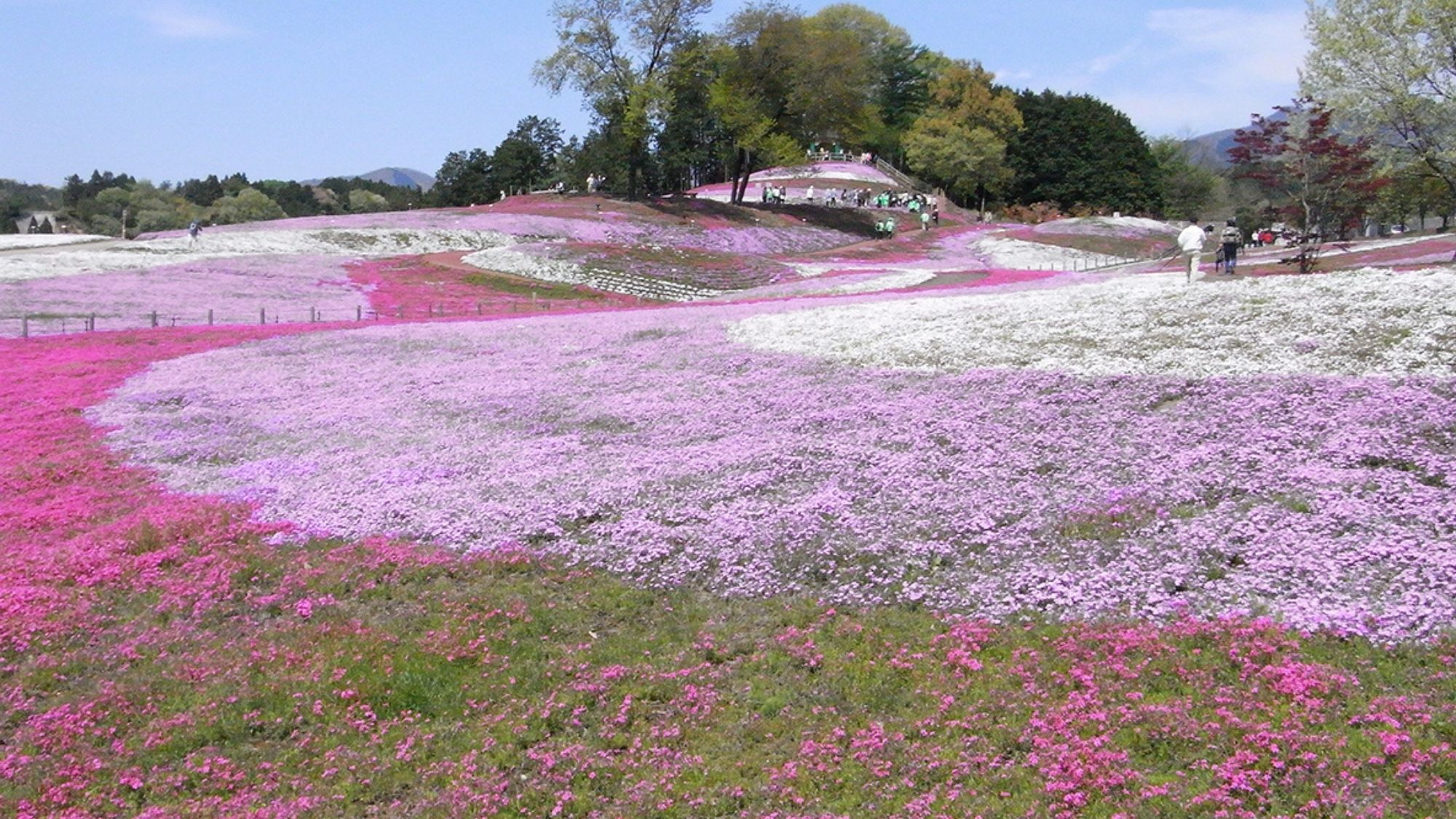 みさと芝桜
