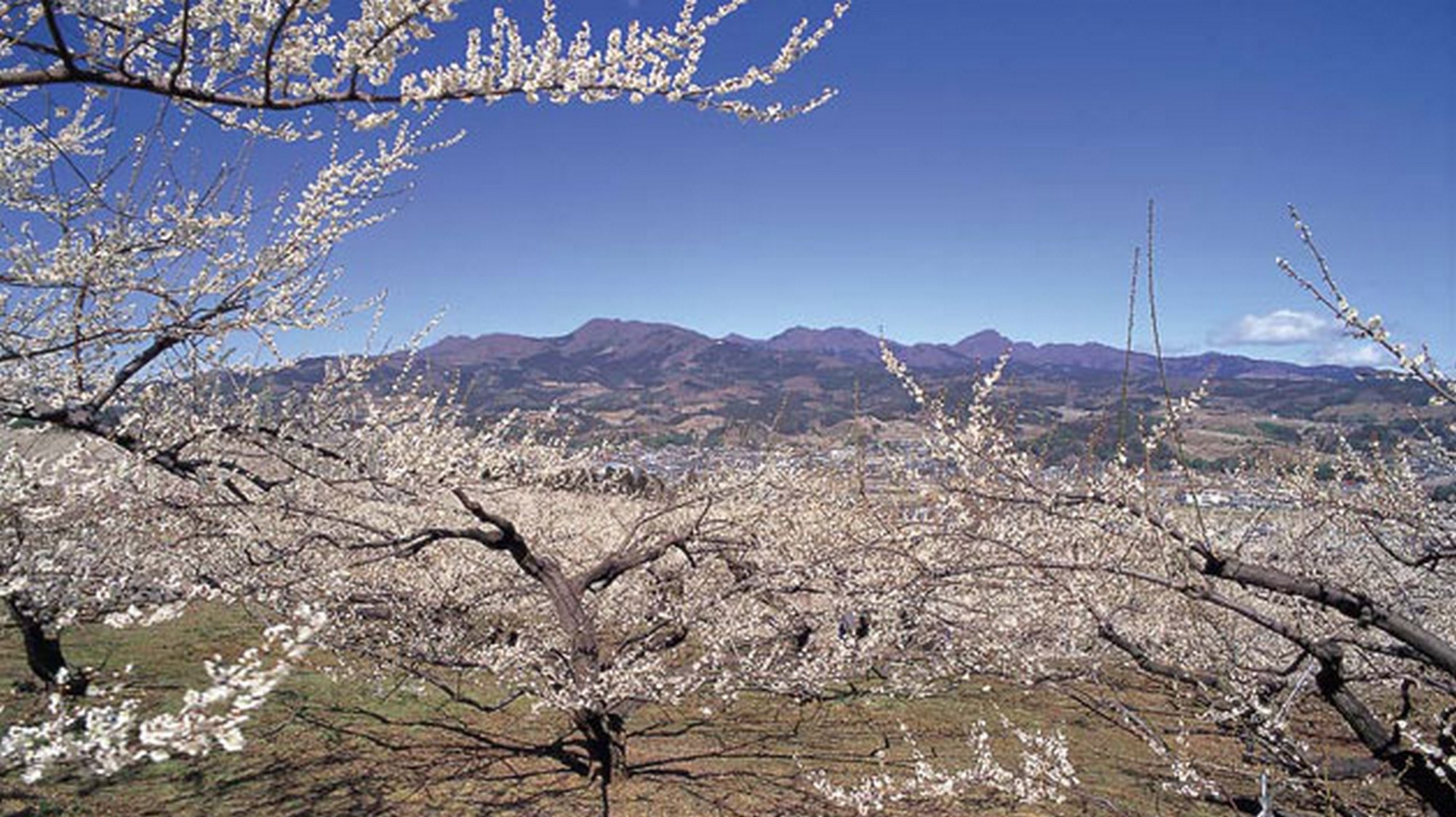 上毛三山の一つ、榛名山を背景に広がる榛名梅林。榛名地域全体でおよそ12万本。