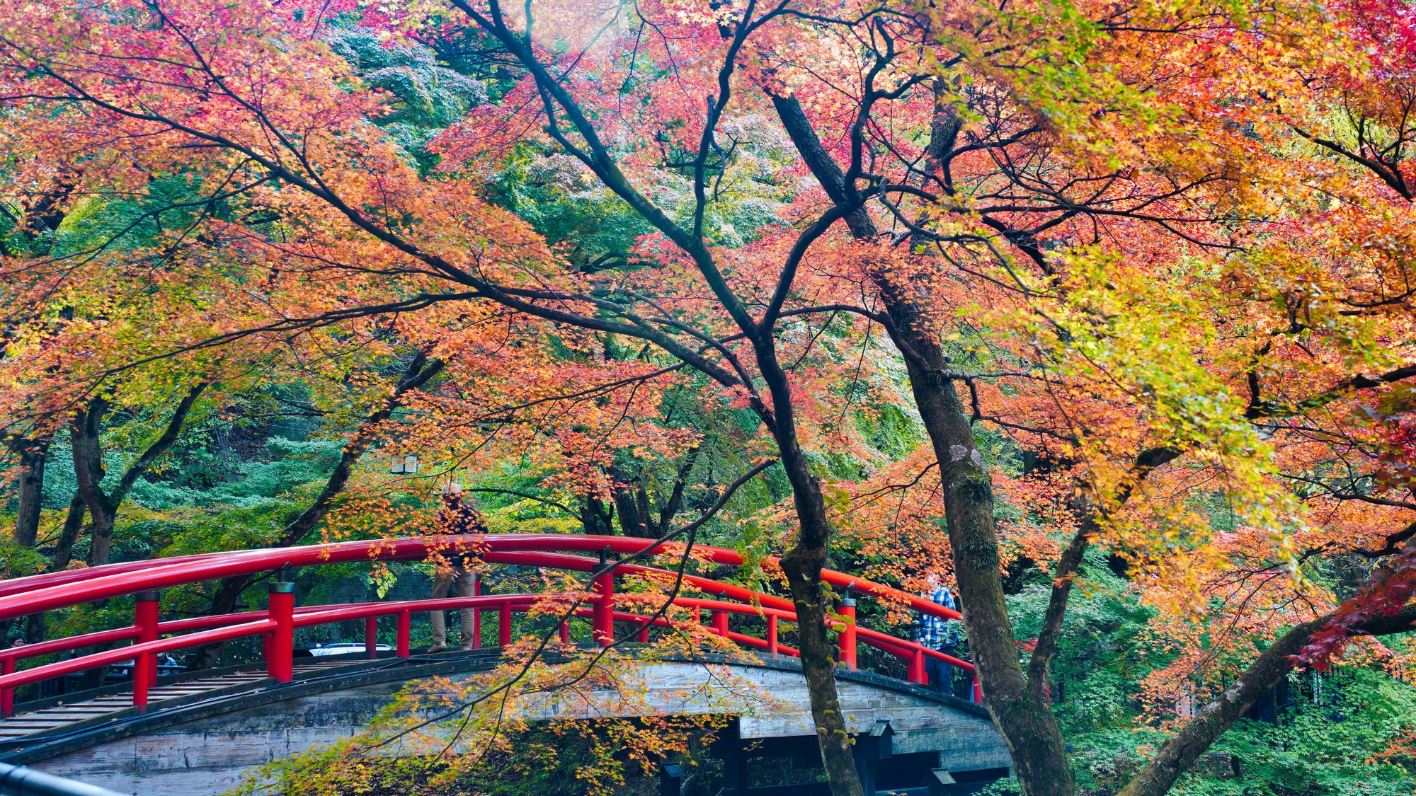 美しく色づく河鹿橋。夜にはライトアップもお楽しみ頂けます。