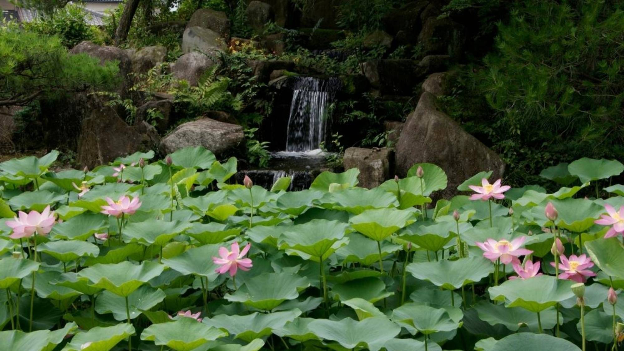 吉井いしぶみの里公園の大賀ハス。6月中旬に見頃を迎えます。