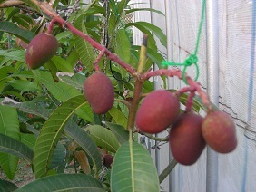 庭のトロピカルフルーツ