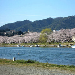 ■春の大川（桜）