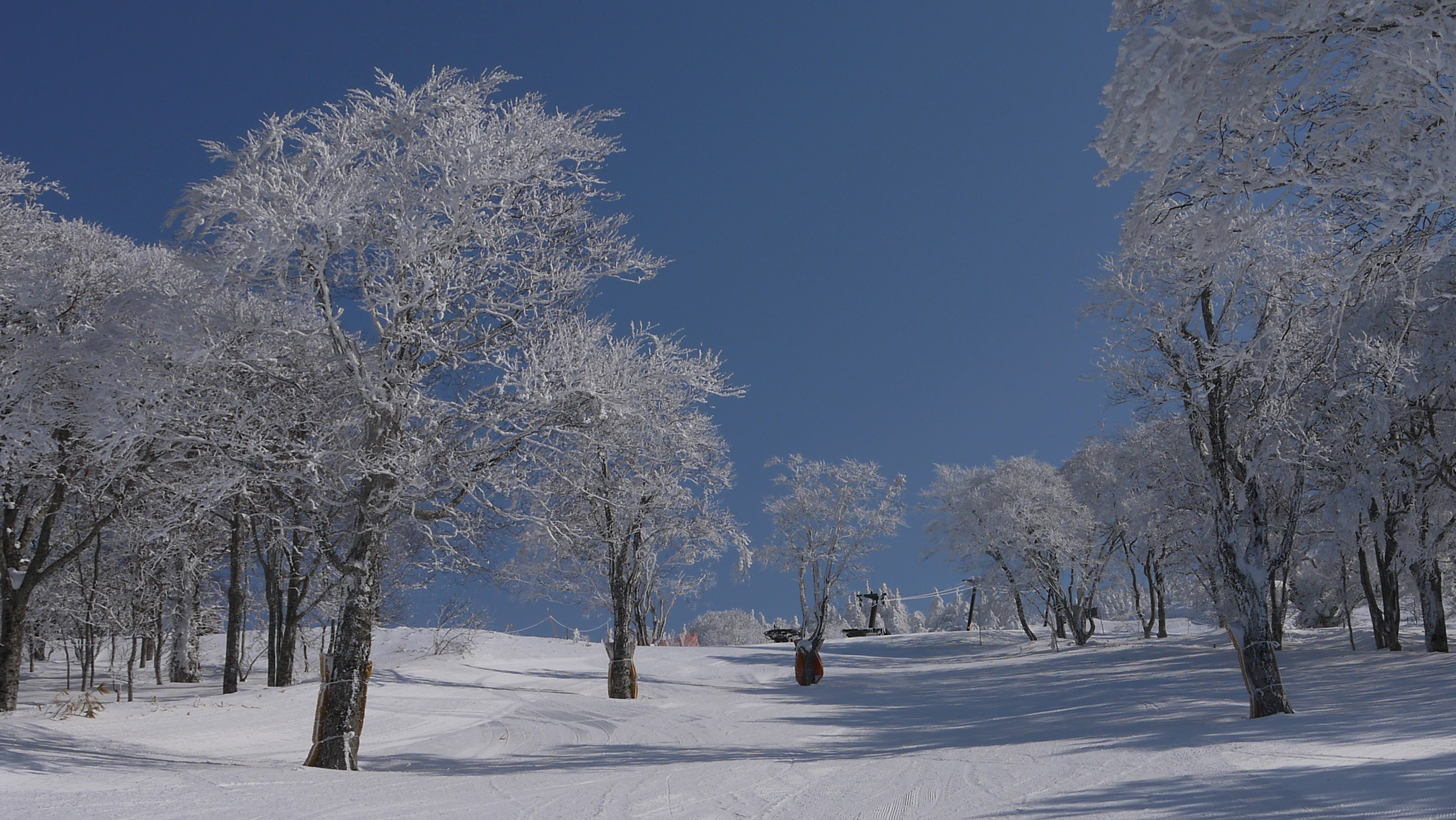 【箕輪スキー場】最盛期には樹氷の間を滑走♪オープン期間も長く雪質は良いほうです☆