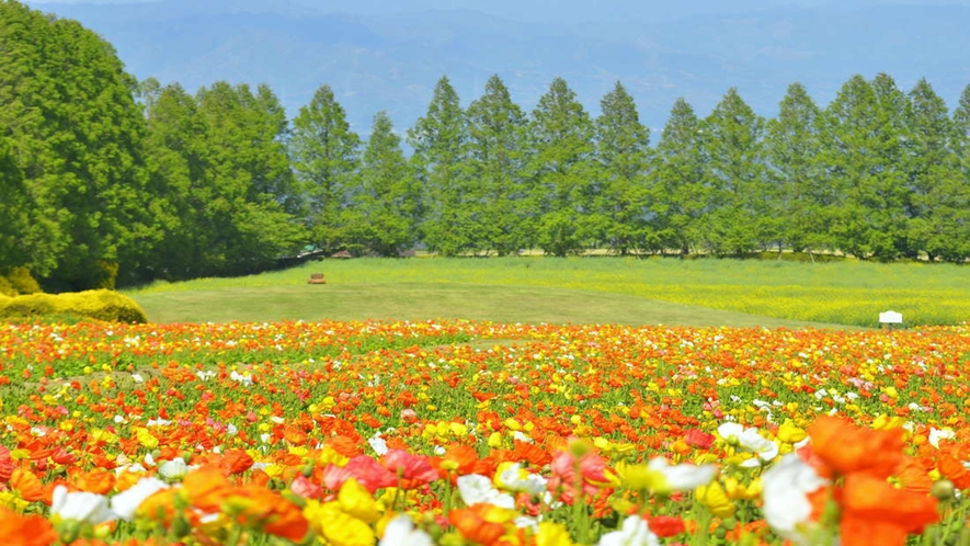 生駒高原　ポピー　例年4月中旬～5月中旬頃。