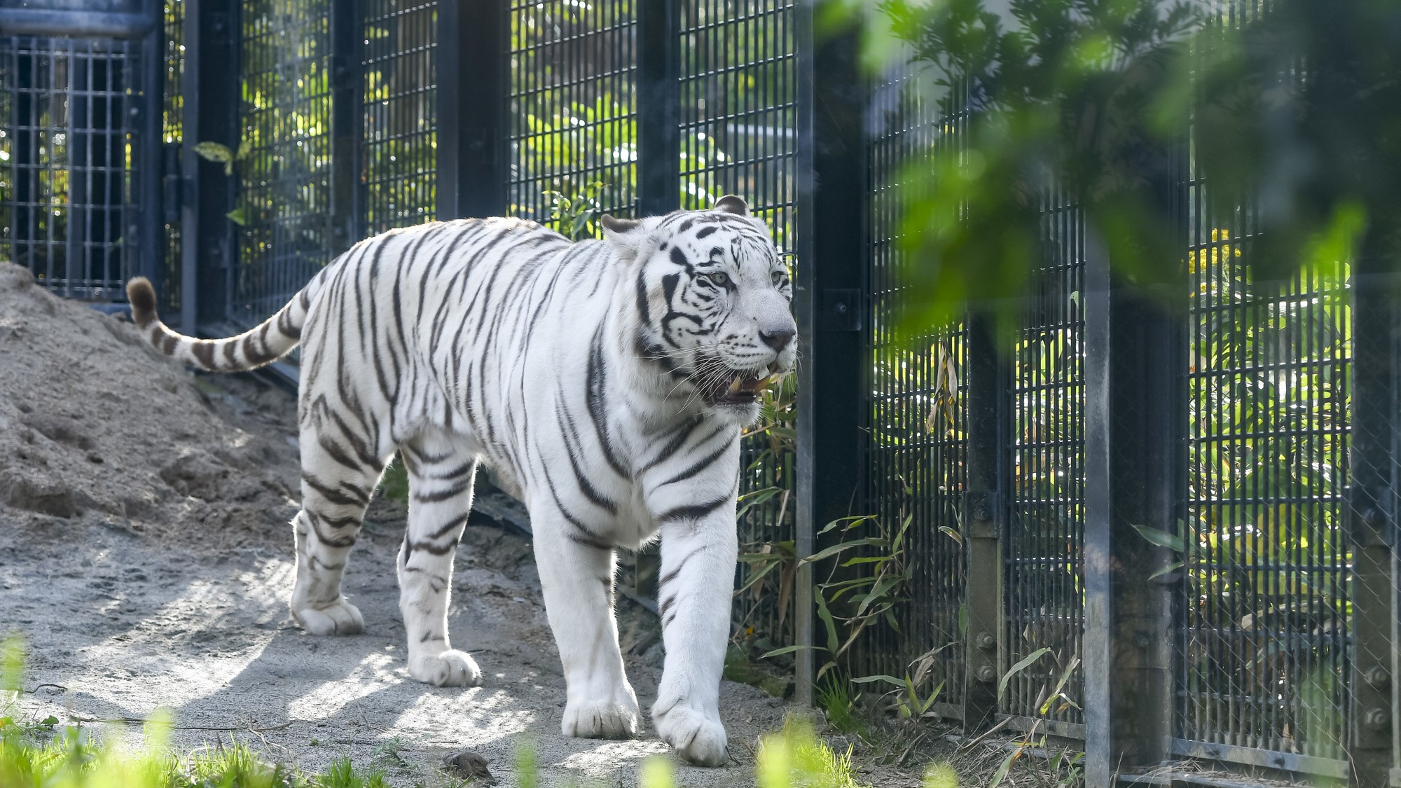 平川動物園　ホワイトタイガーやコアラと出会えます。