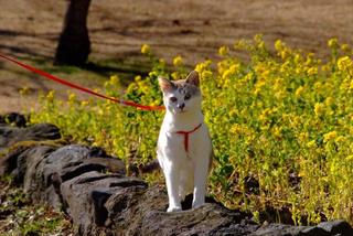 さくらの里公園にて