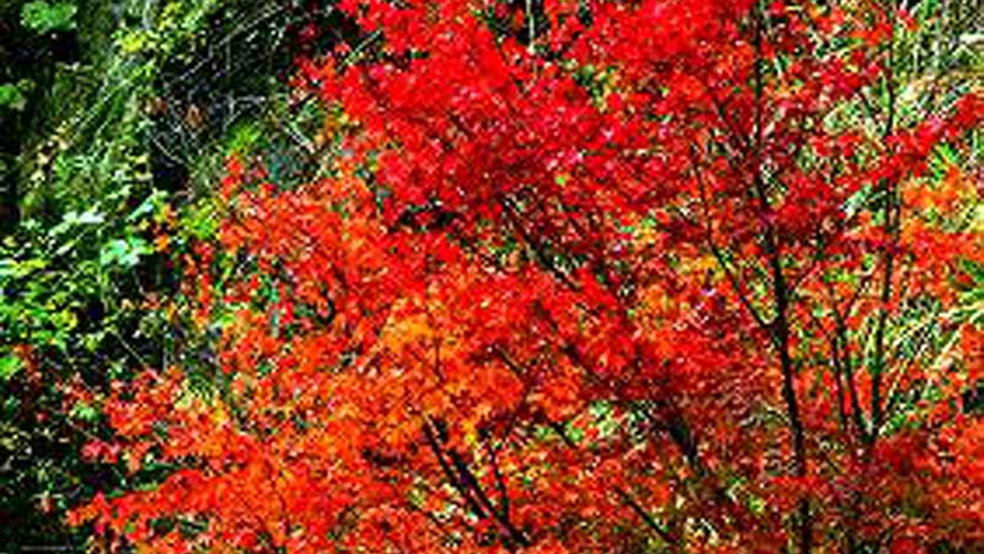 *【耶馬渓(やばけい)の紅葉】秋は美しい紅葉を見ることができます。