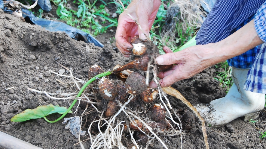 *【自家栽培の畑】当館のお食事に使う野菜は自家製♪真心こめて育てています♪