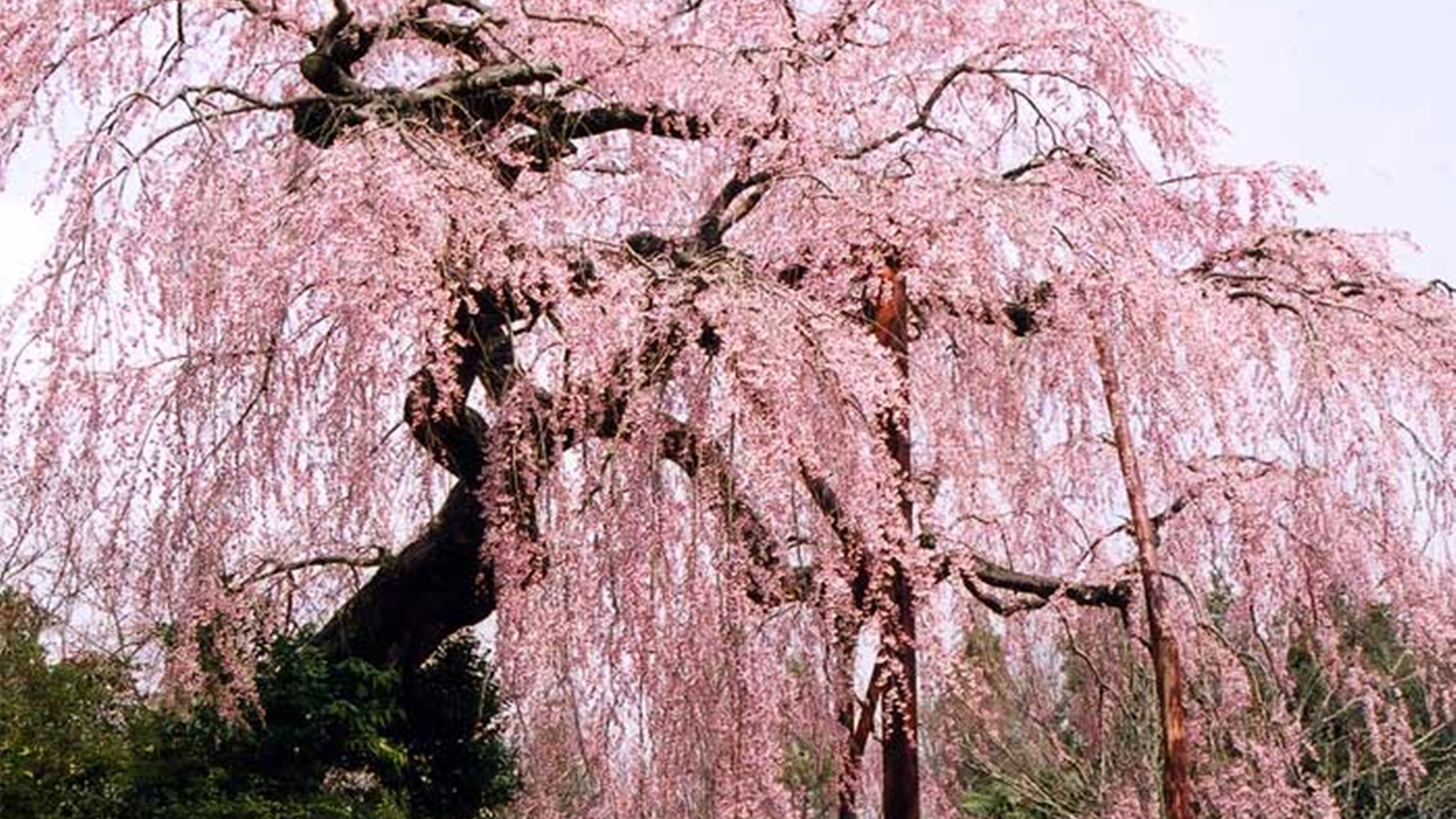 *【しだれ桜】光円寺のしだれ桜は九州でも５本の指に入る名桜。四方に枝を大きく広げた大迫力です。
