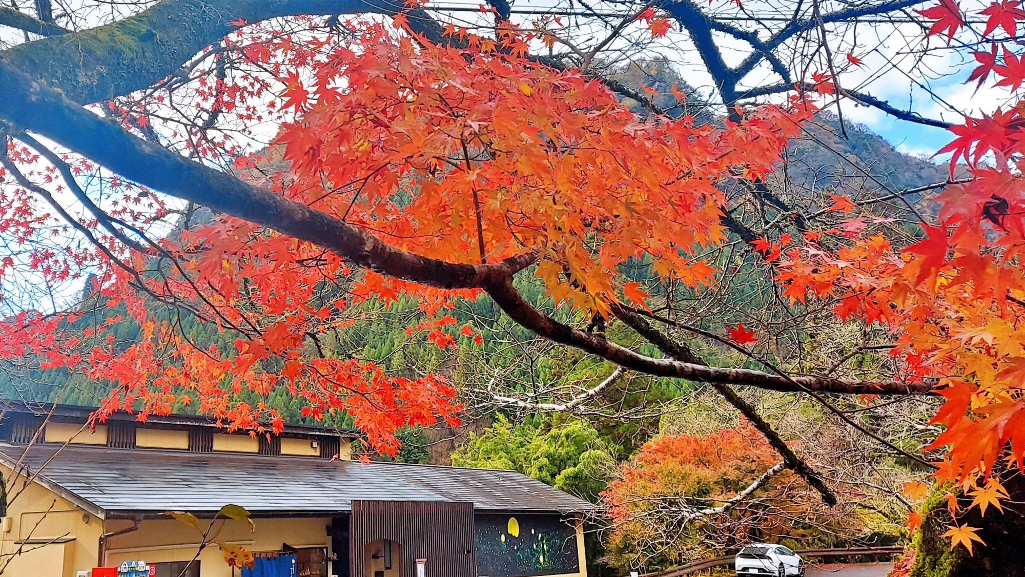 *秋限定の紅葉プランは、自家製の新米が食べれて、さらに新米プレゼントの特典付きです！