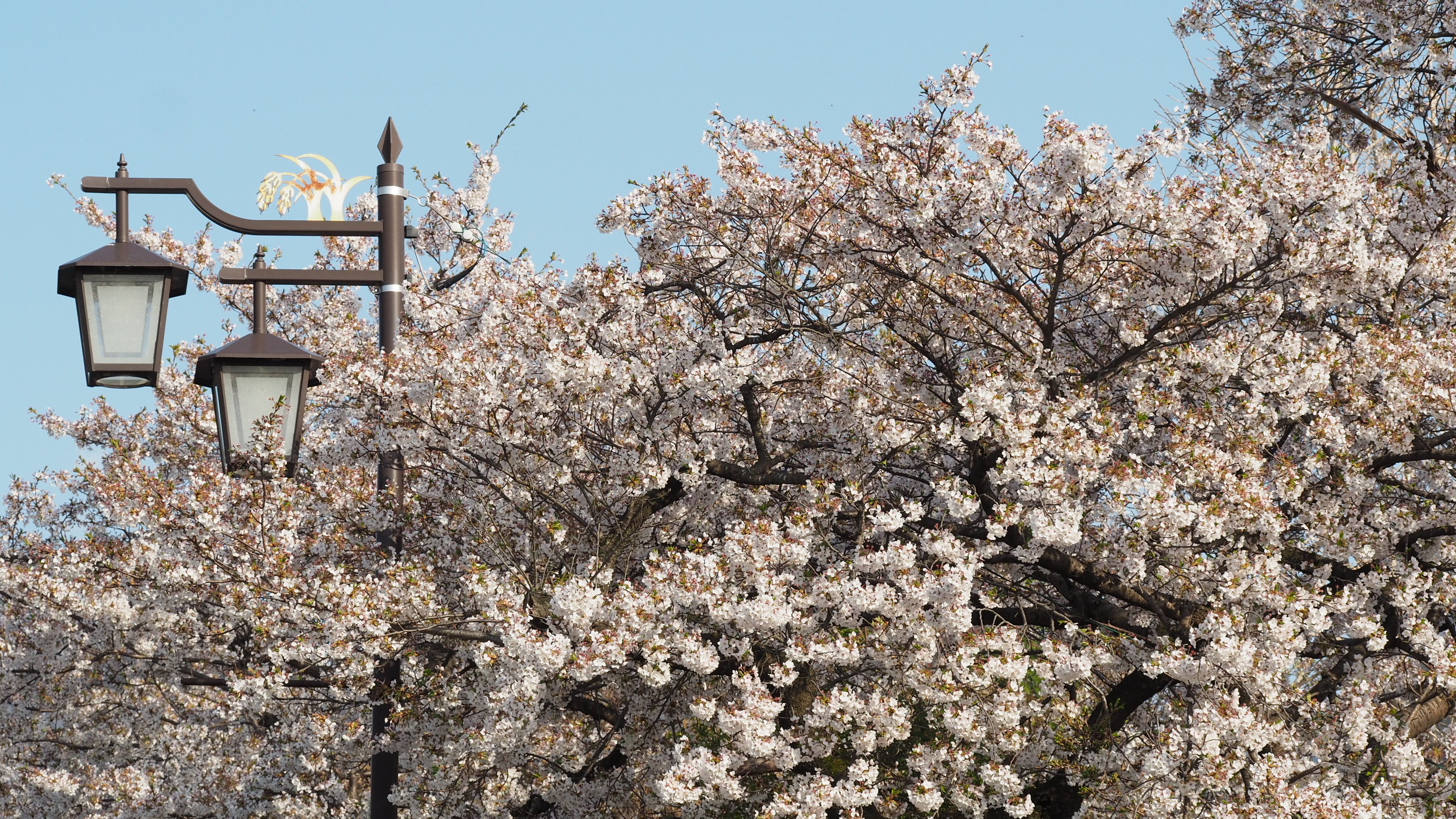 夜間瀬川沿いの桜並木