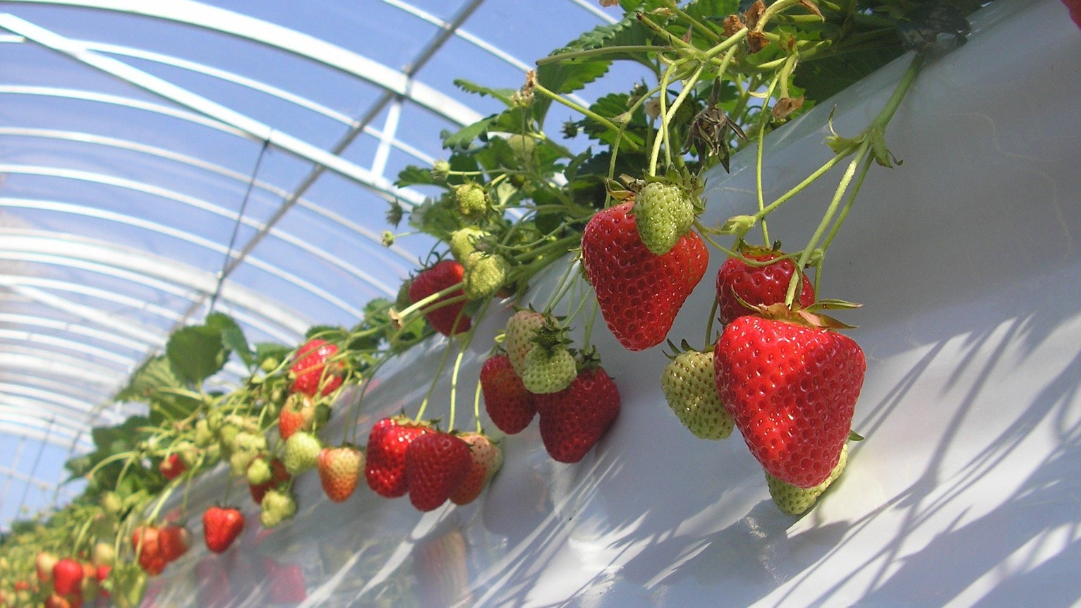 淡路島フルーツ農園 いちご狩り体験付＆ホテルケーキセット付プラン