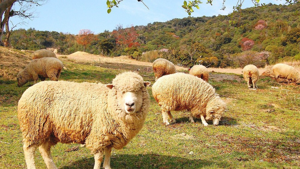 淡路ファームパークイングランドの丘入園券付プラン