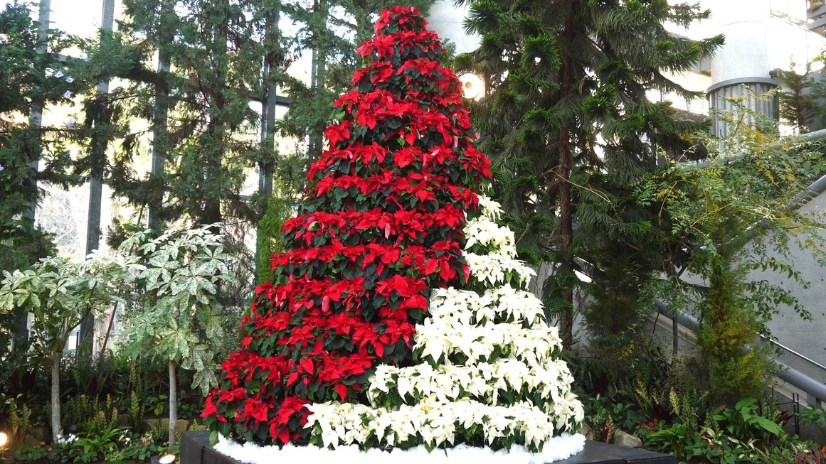 【あわじグリーン館 特別展入場券付】ウィンターガーデン〜心華やぐ色と光の祝祭〜(朝食ブッフェ付)