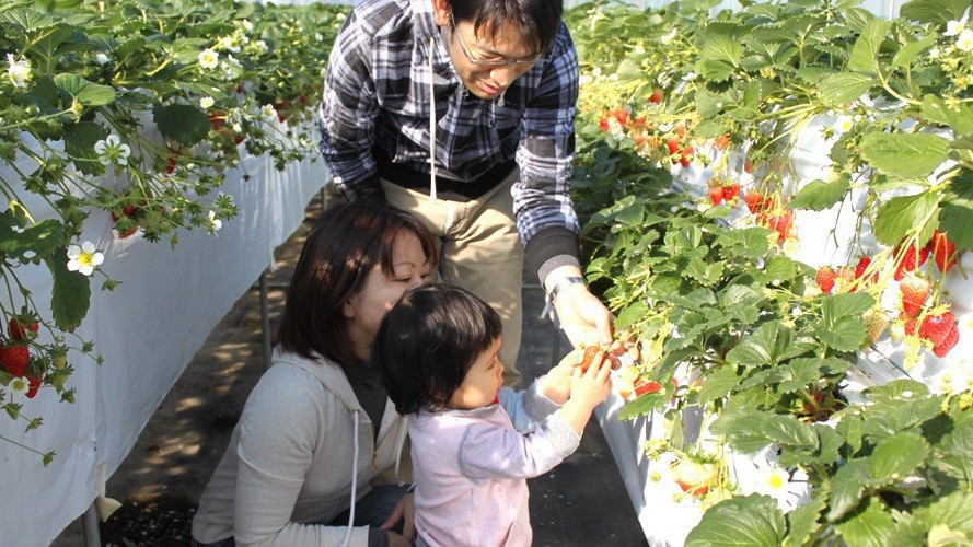 淡路島フルーツ農園 いちご狩り体験付＆ホテルケーキセット付プラン