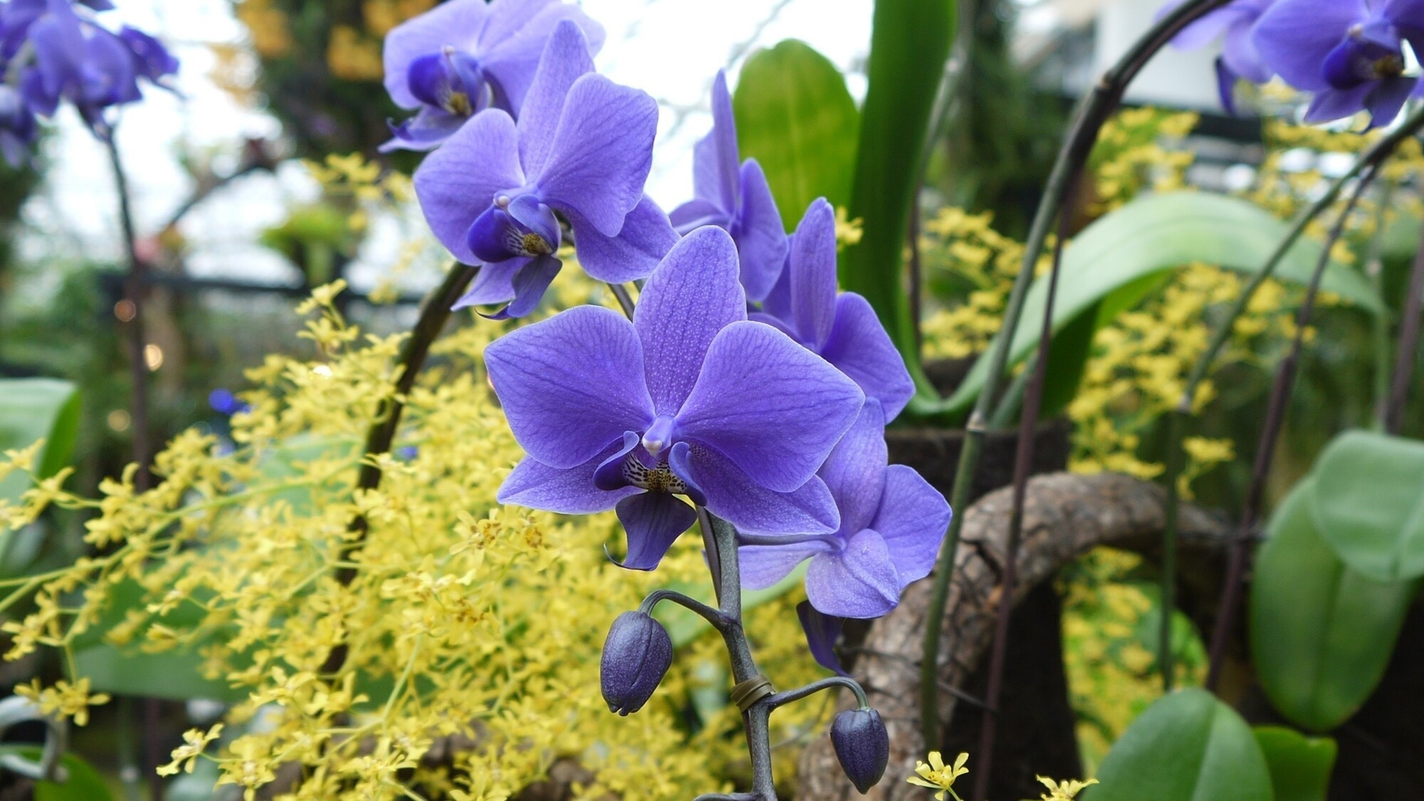 【あわじグリーン館 特別展入場券付】百花繚蘭オーキッドフェスティバルステイ(朝食ブッフェ付)