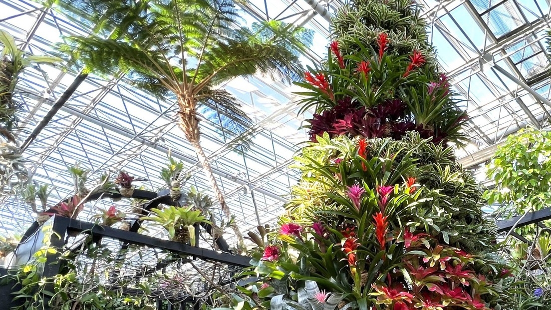 【あわじグリーン館 特別展入場券付】ウィンターガーデン〜心華やぐ色と光の祝祭〜(朝食ブッフェ付)