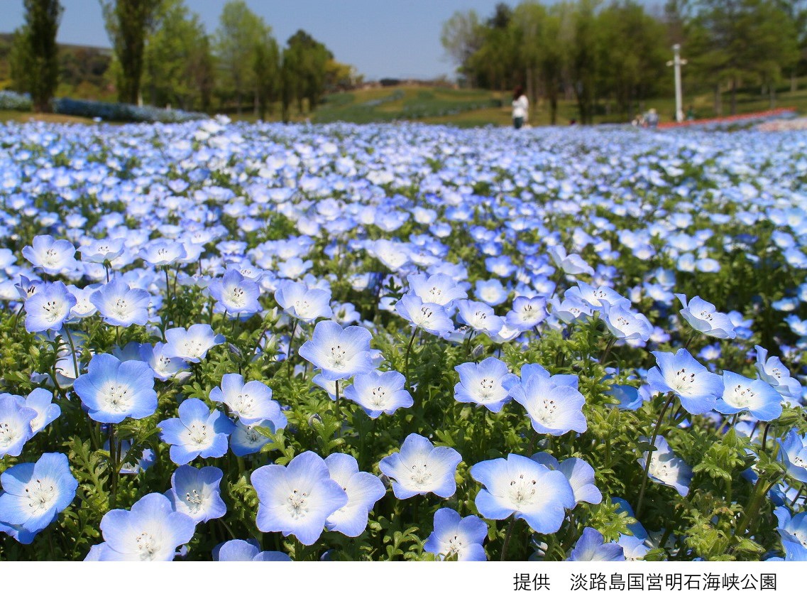 淡路島国営明石海峡公園(イメージ)
