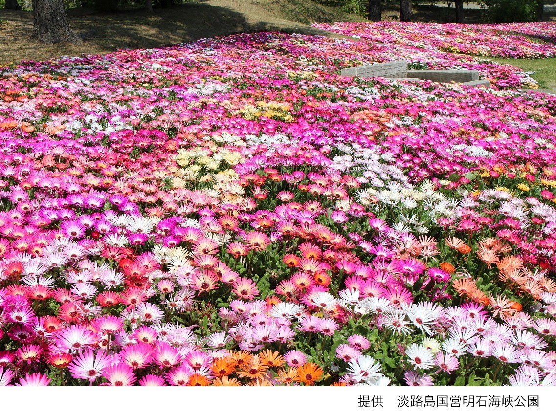 淡路島国営明石海峡公園(イメージ)