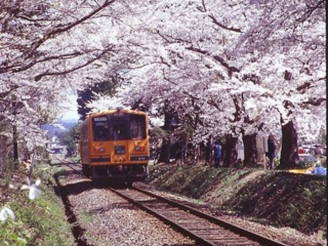 春の芦野公園