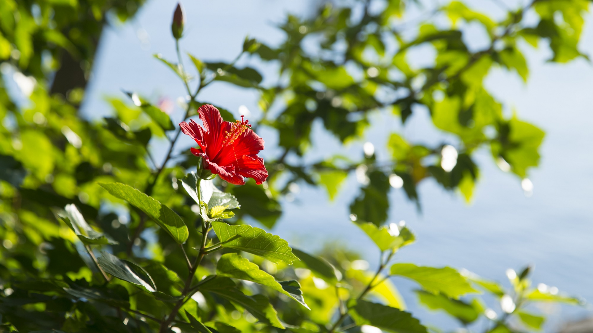 ☆当館敷地内にはたくさんの花木を植えております。南国・鹿児島ならではのハイビスカスも見れます。