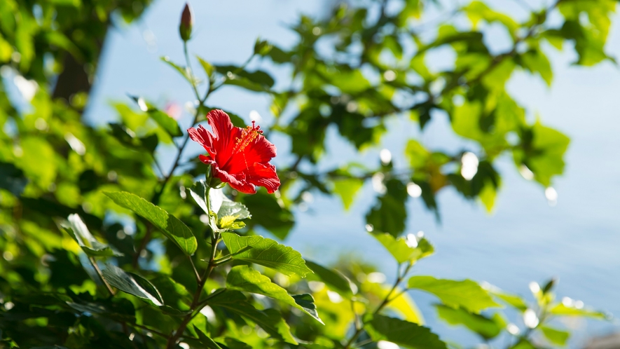 ☆当館敷地内にはたくさんの花木を植えております。南国・鹿児島ならではのハイビスカスも見れます。