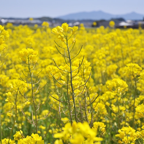 【 春目前の特別価格♪16，000円ポッキリ】1日3組限定・ゆったりお部屋食
