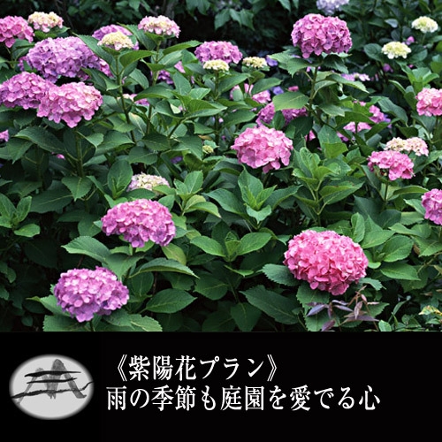 【紫陽花トクトクプラン】梅雨時期★1日3組限定15，000円ぽっきり！