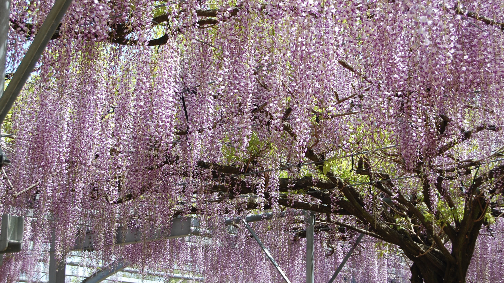 当館から車で約5分「山田の藤」。4月中旬～5月上旬が見頃です。