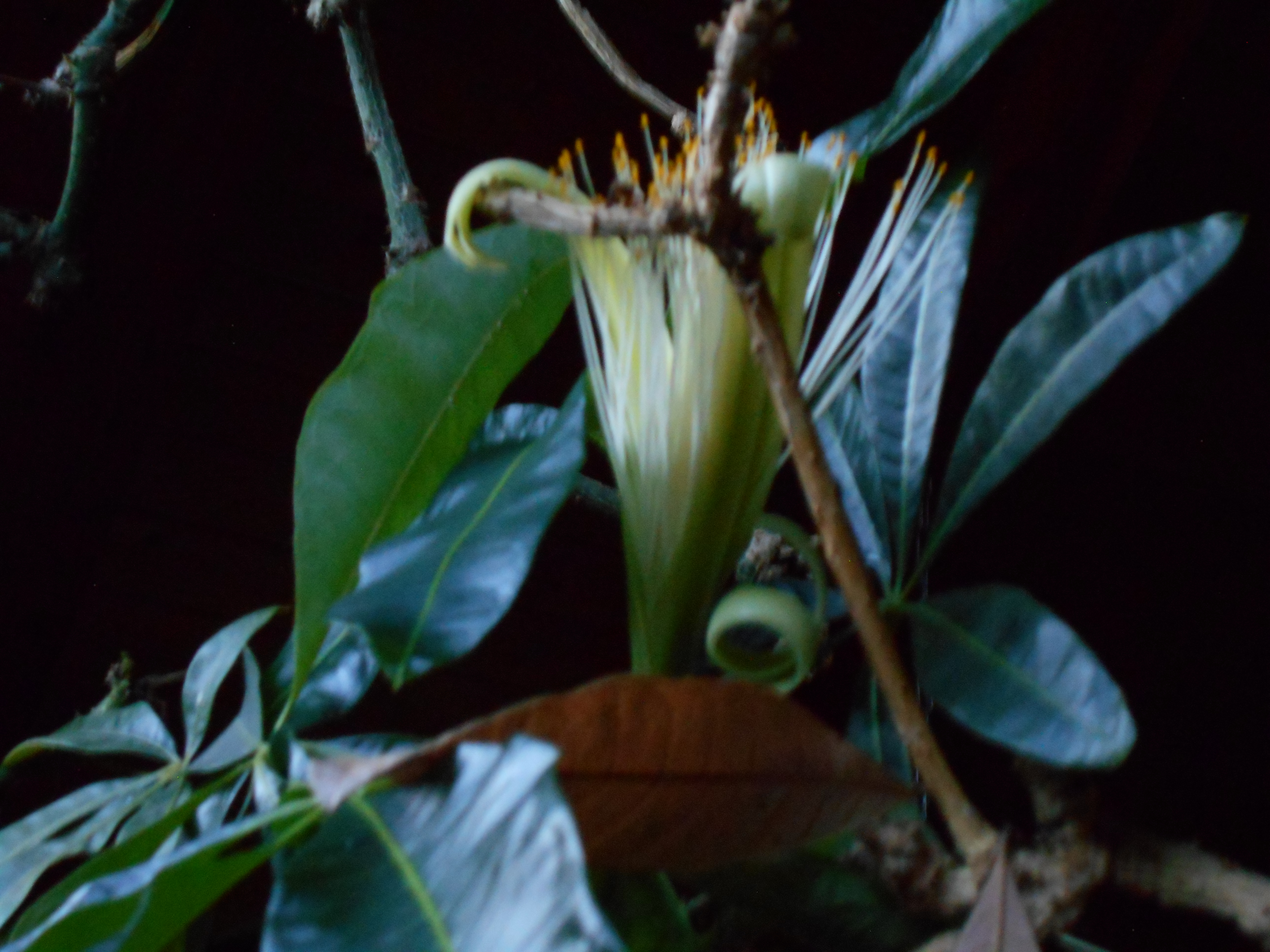 パキラの開花（レストラン）