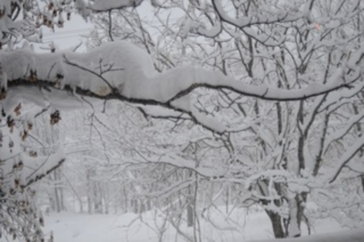 木々に積もる雪