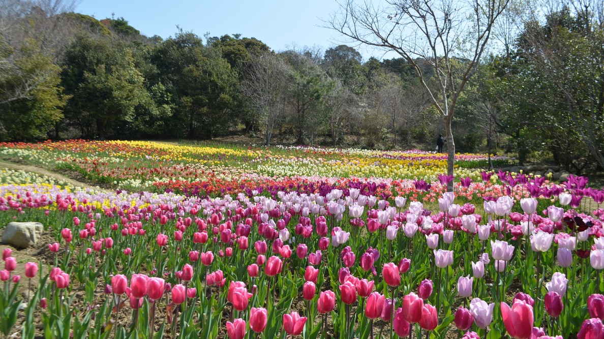 【絵画の世界を体感・モネの庭入園チケット付】鰹のタタキはもちろん！土佐風会席が味わえる1泊2食付き