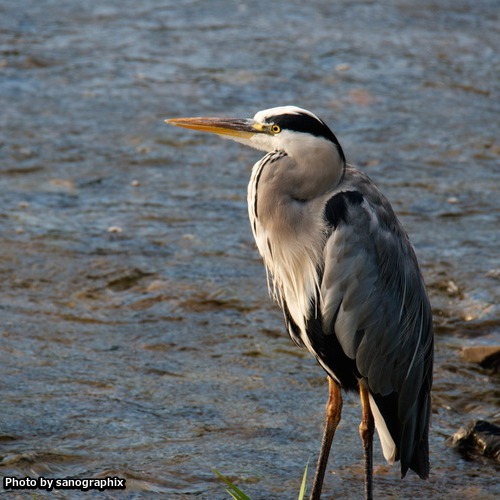 鴨川にいた鳥 Photo by sanographix